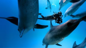 Diving with Dolphins