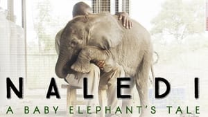 Naledi: A Baby Elephant's Tale