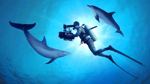 Diving with Dolphins