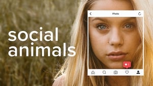 Social Animals