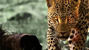 Living with Leopards