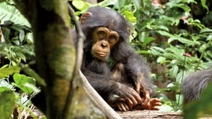 Chimpanzee