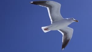 Jonathan Livingston Seagull