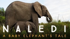 Naledi: A Baby Elephant's Tale