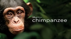 Chimpanzee