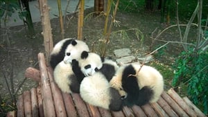 Pandas