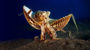 Secrets of the Octopus