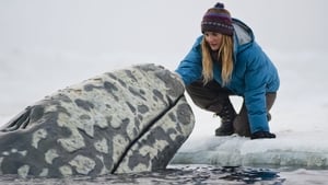 Big Miracle