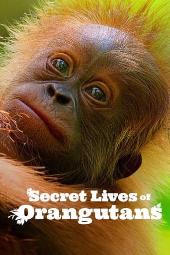 دانلود فیلم Secret Lives of Orangutans 2024